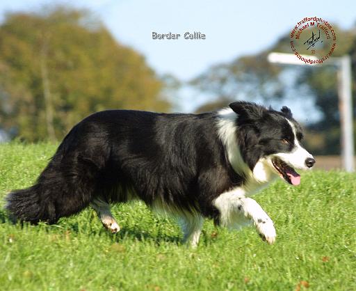 Border Collie 9B073D-04.JPG